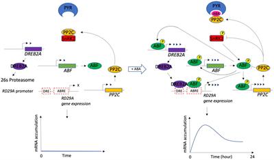 Dynamic modeling of ABA-dependent expression of the Arabidopsis RD29A gene